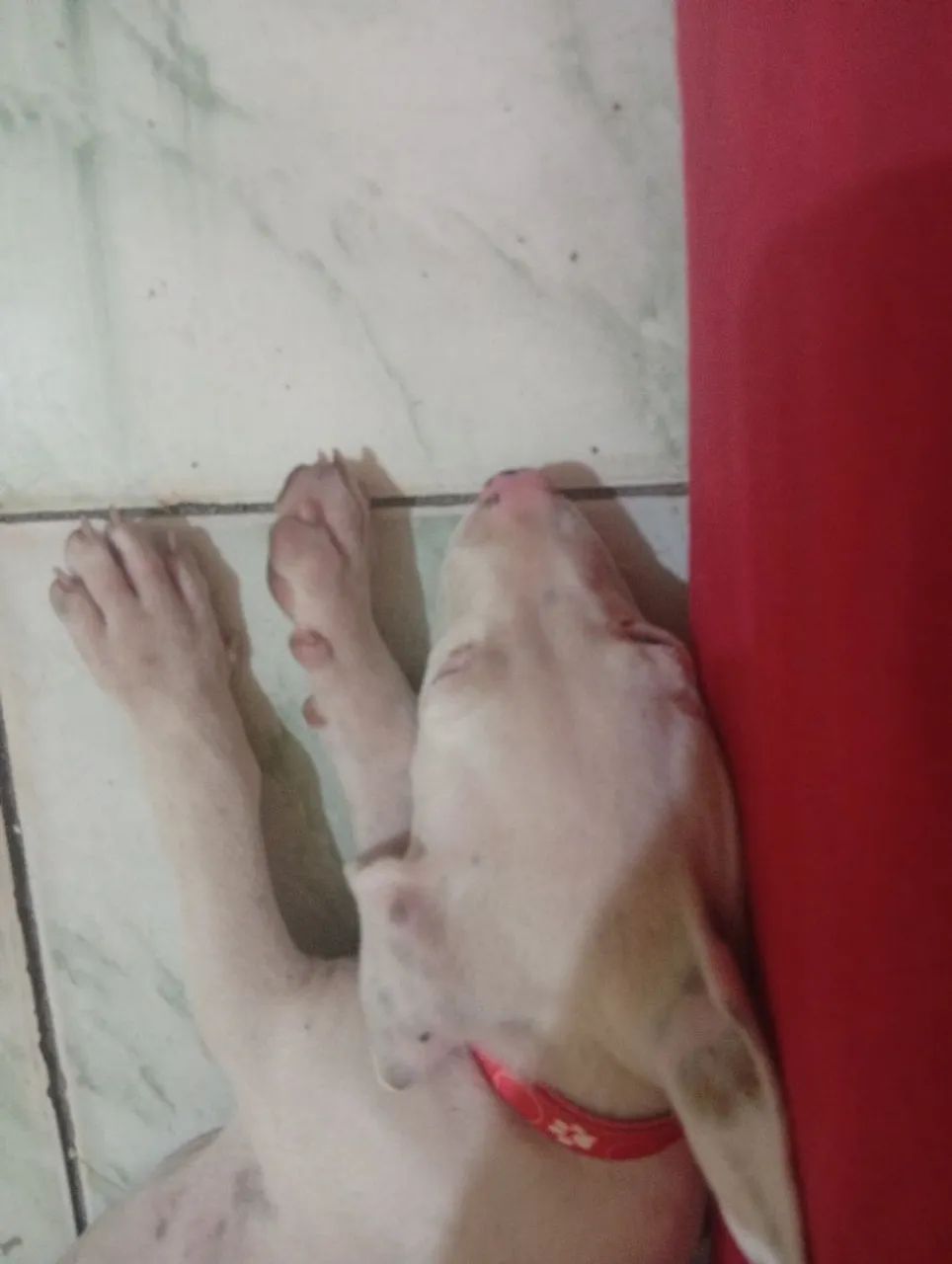 Cachorro pitbul