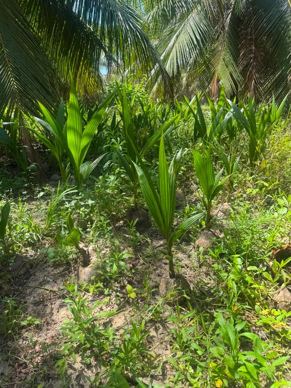Muda de coco ANÃO Original  - Foto 3