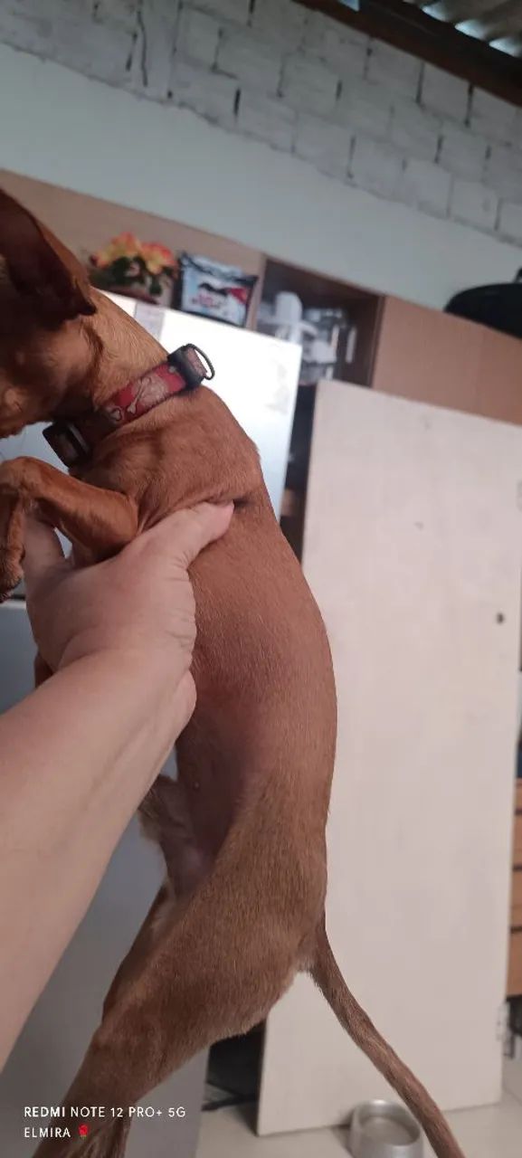 Pincher 0 