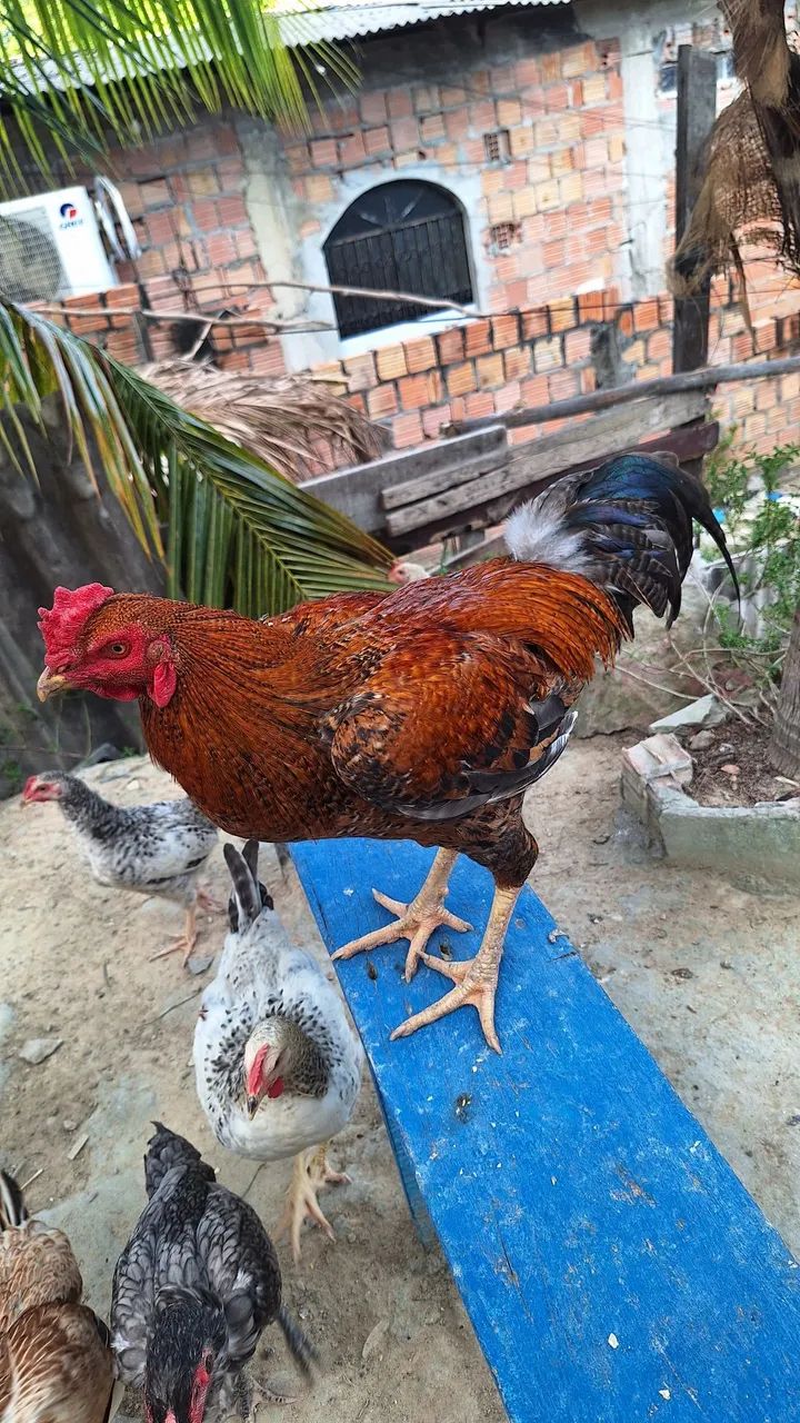 DISPONÍVEL  - Foto 3