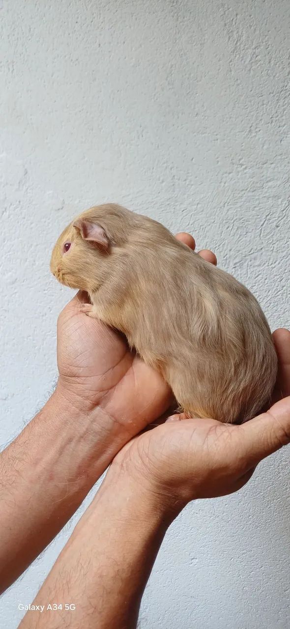 Porquinho da Índia Inglês Filhote Macho