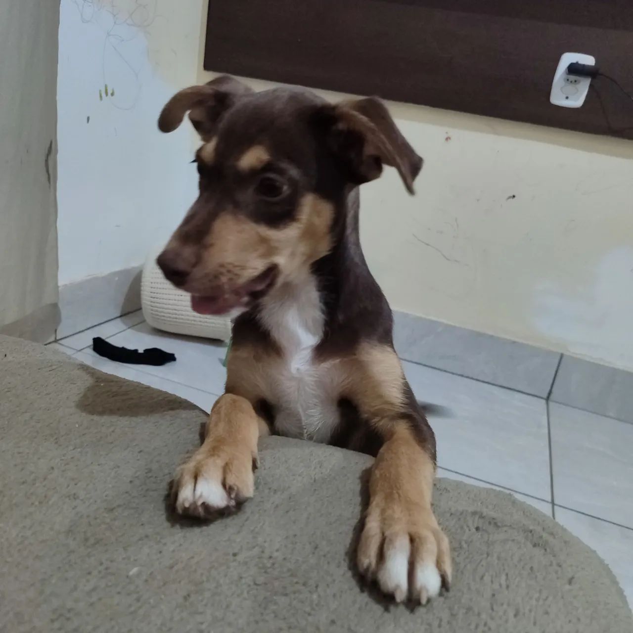 Doação Responsável 