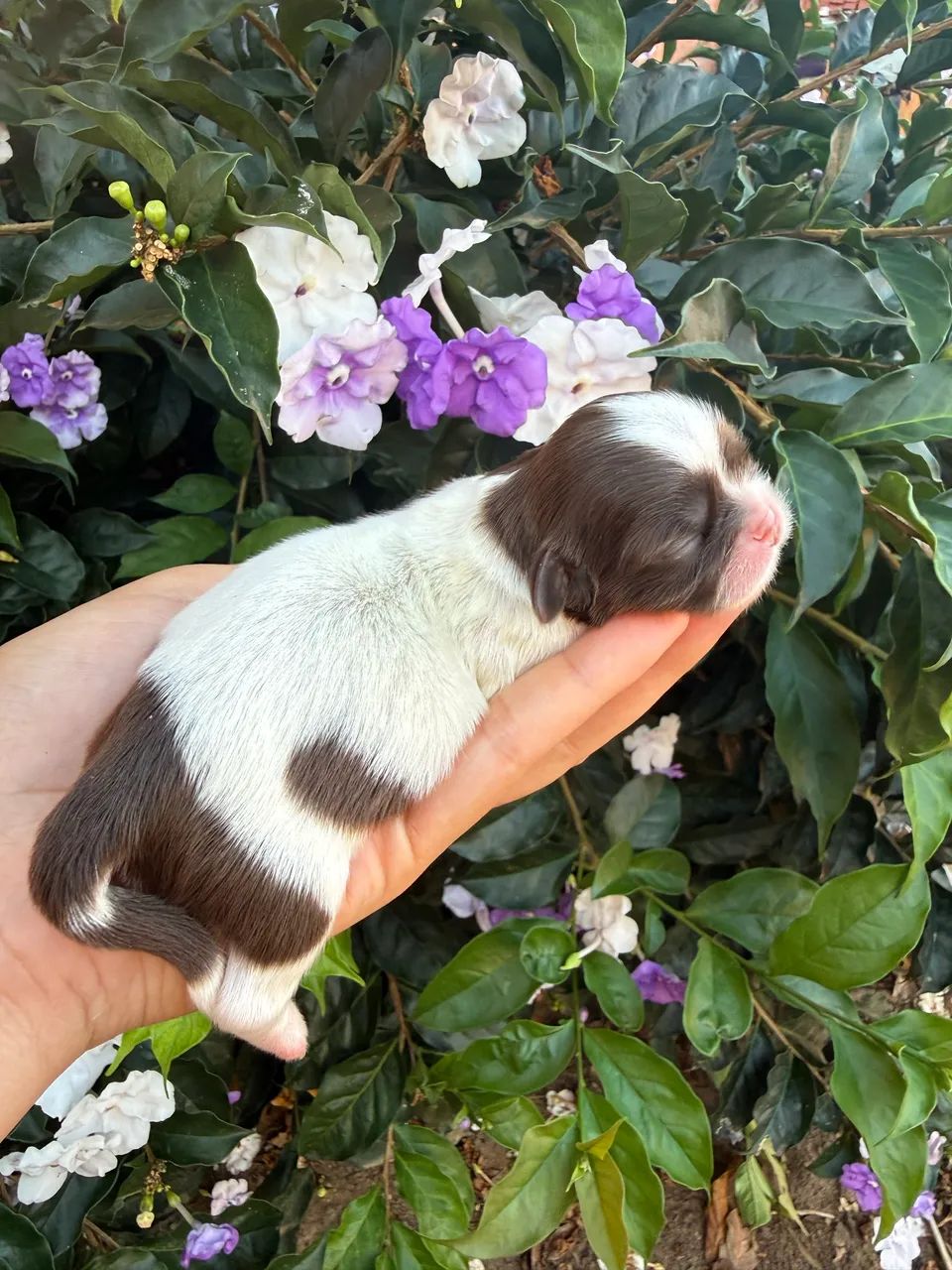 Babys Shih Tzu Disponíveis Para Reserva Parcelamos em 12x, @imperio_kennel  - Foto 2
