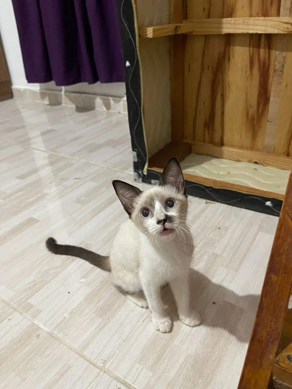 Doação de gatinhos  - Foto 2