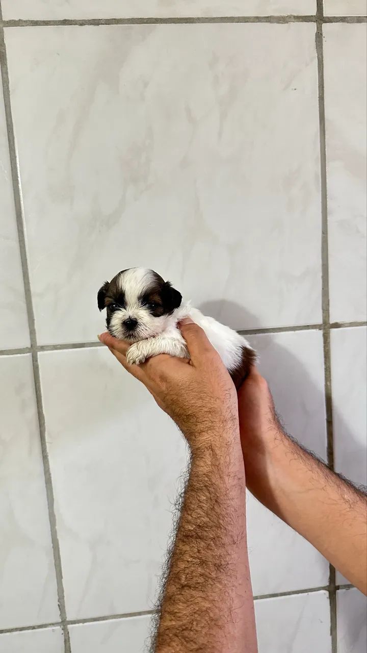 Shih Tzu Disponível  - Foto 2