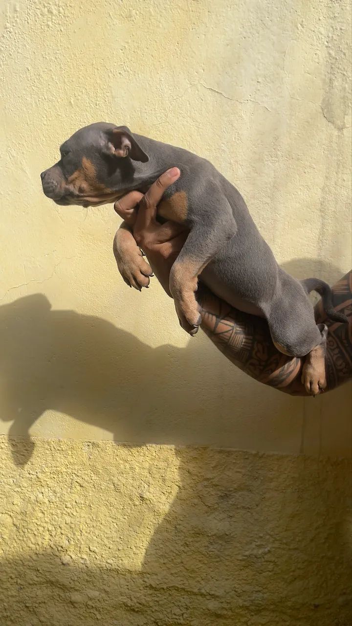 American Bully Pocket  - Foto 5