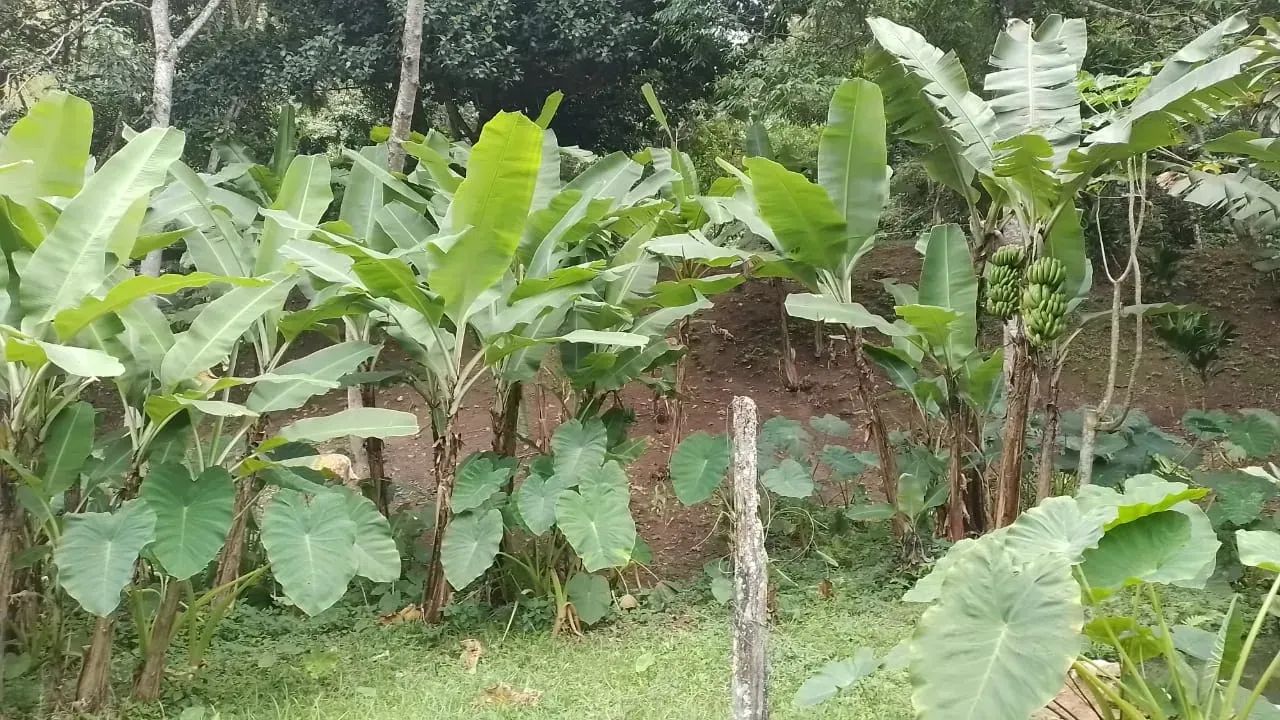 excelente Sítio em Engenheiro Paulo de Frontin - Foto 3