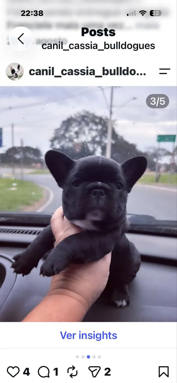 Buldogue francês feminha  - Foto 4