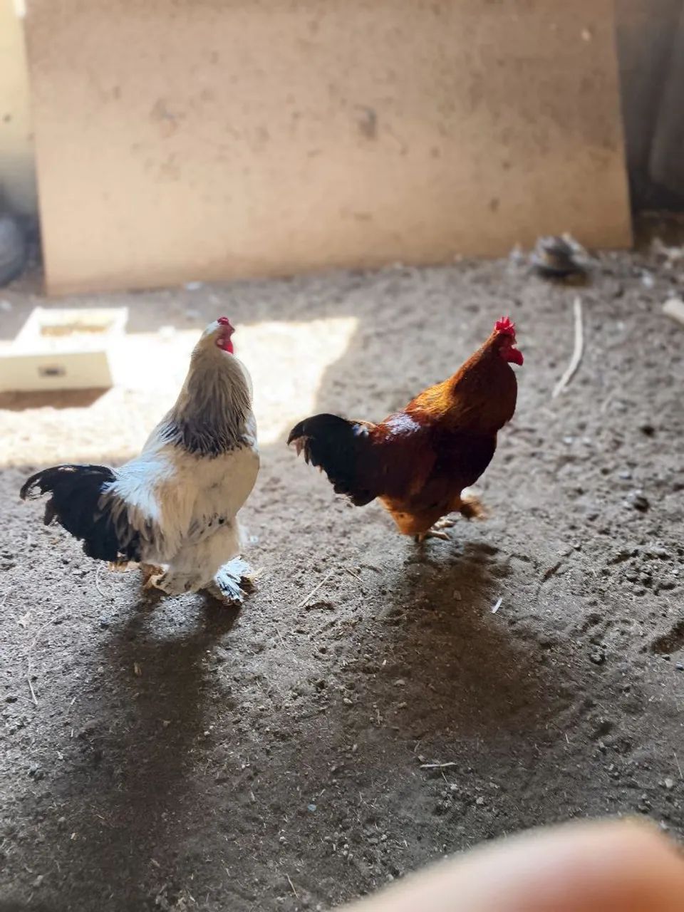 Galos Brahma light e Red - Foto 2