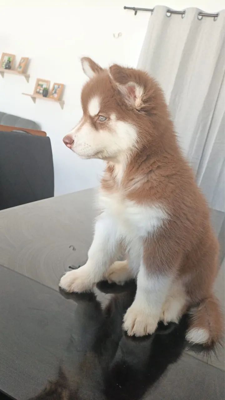 Vende - se Husky  - Foto 2
