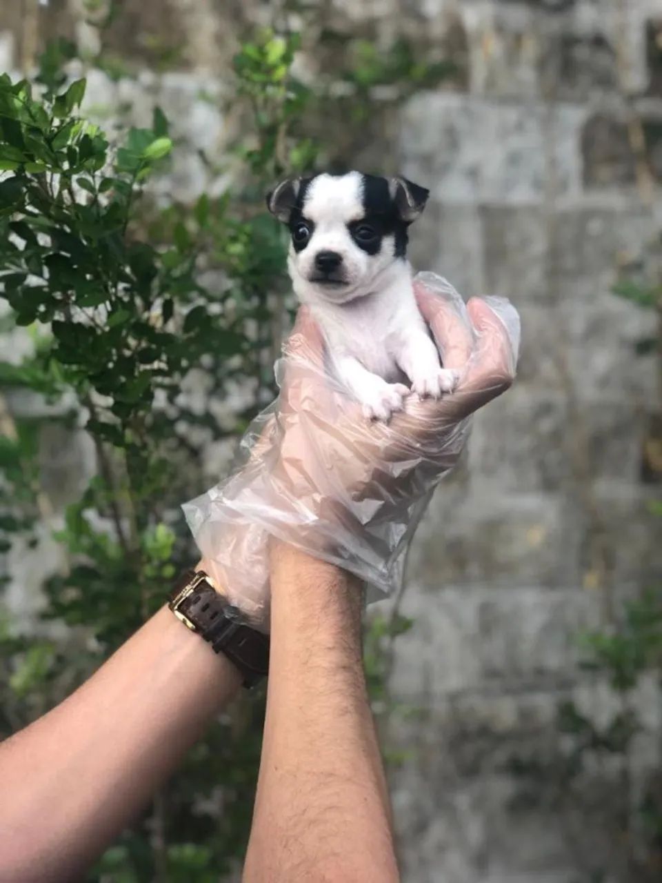 Chihuahua - Canil Registrado com Filhotes de Procedência - Foto 2