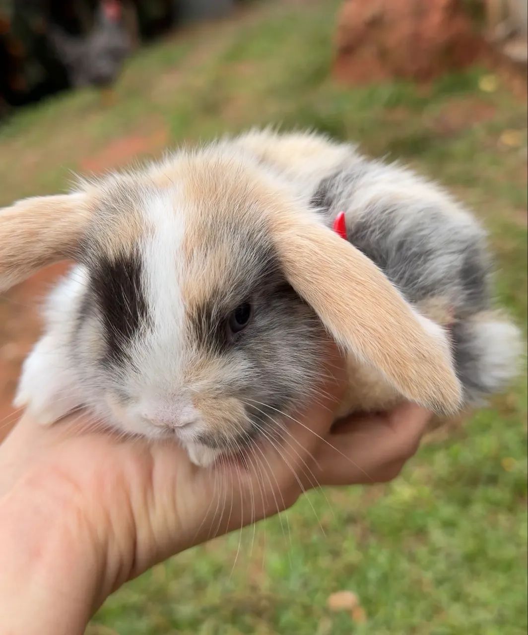 coelhos mini lop  - Foto 2