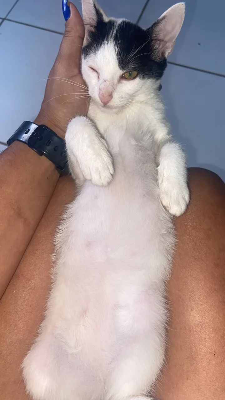 Gata para adoção  - Foto 5