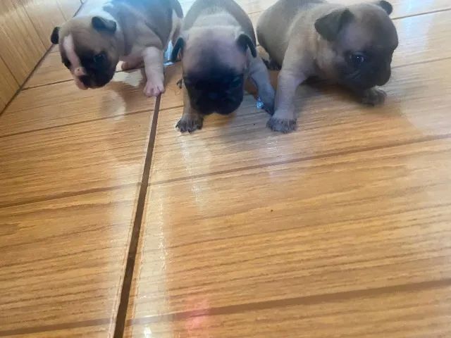 Filhotes de buldogue francês  - Foto 3
