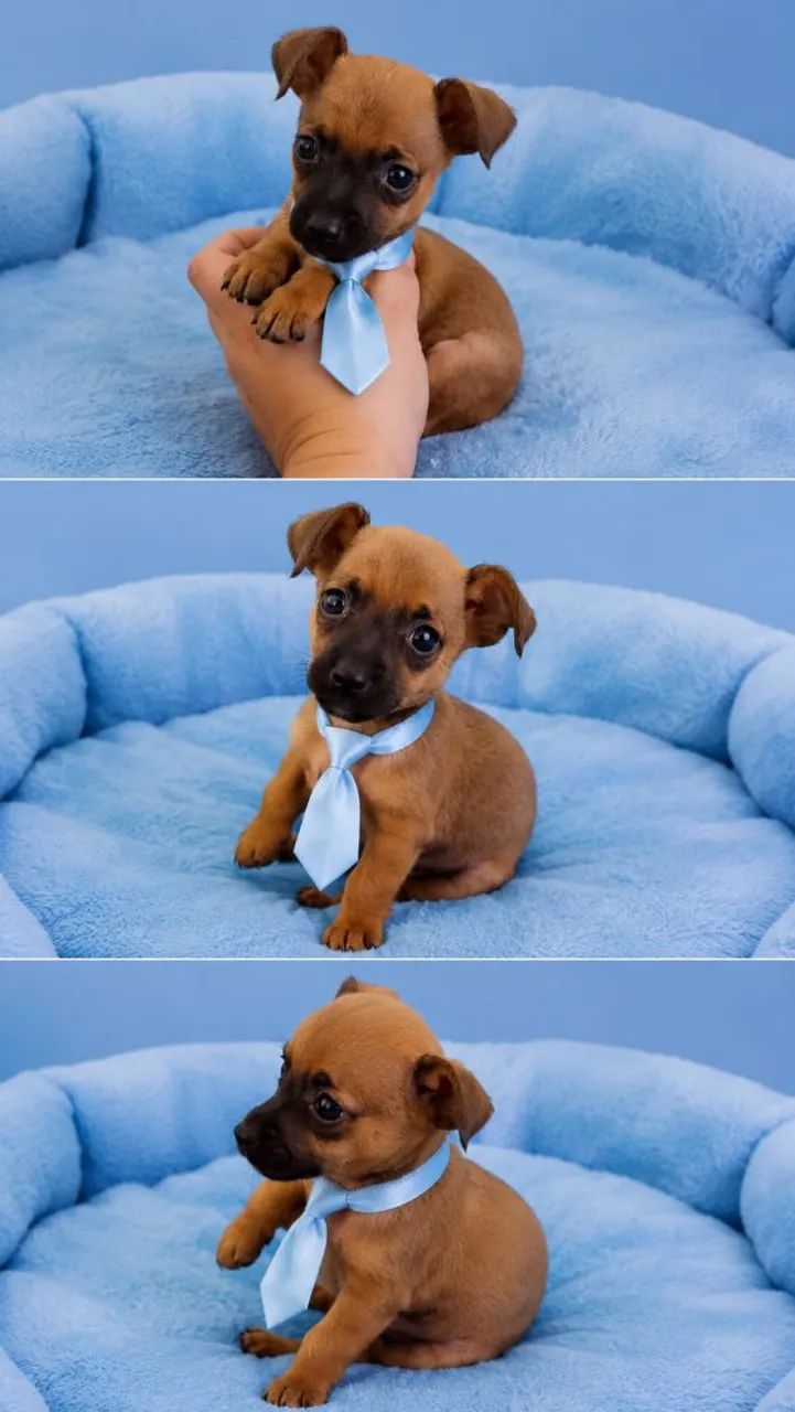 Pinscher miniatura macho  - Foto 3