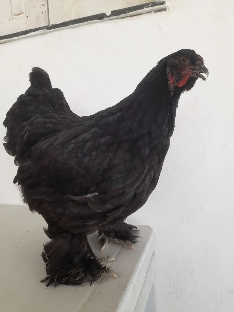 Galinha brahma - Foto 5