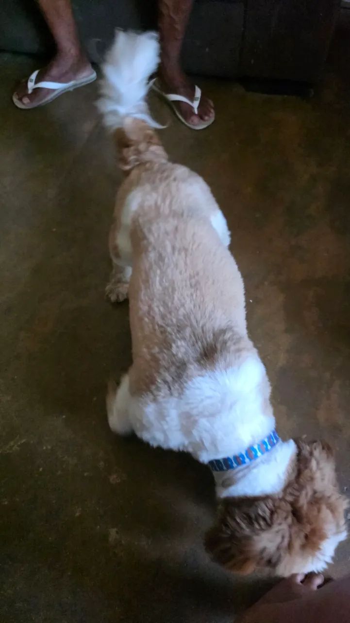 Shih-tzu  - Foto 3