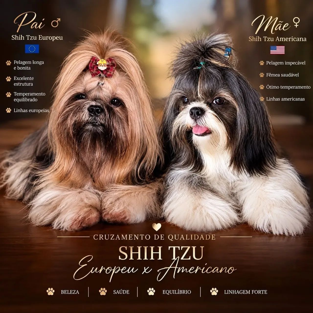 FILHOTE DE SHIHTZU 