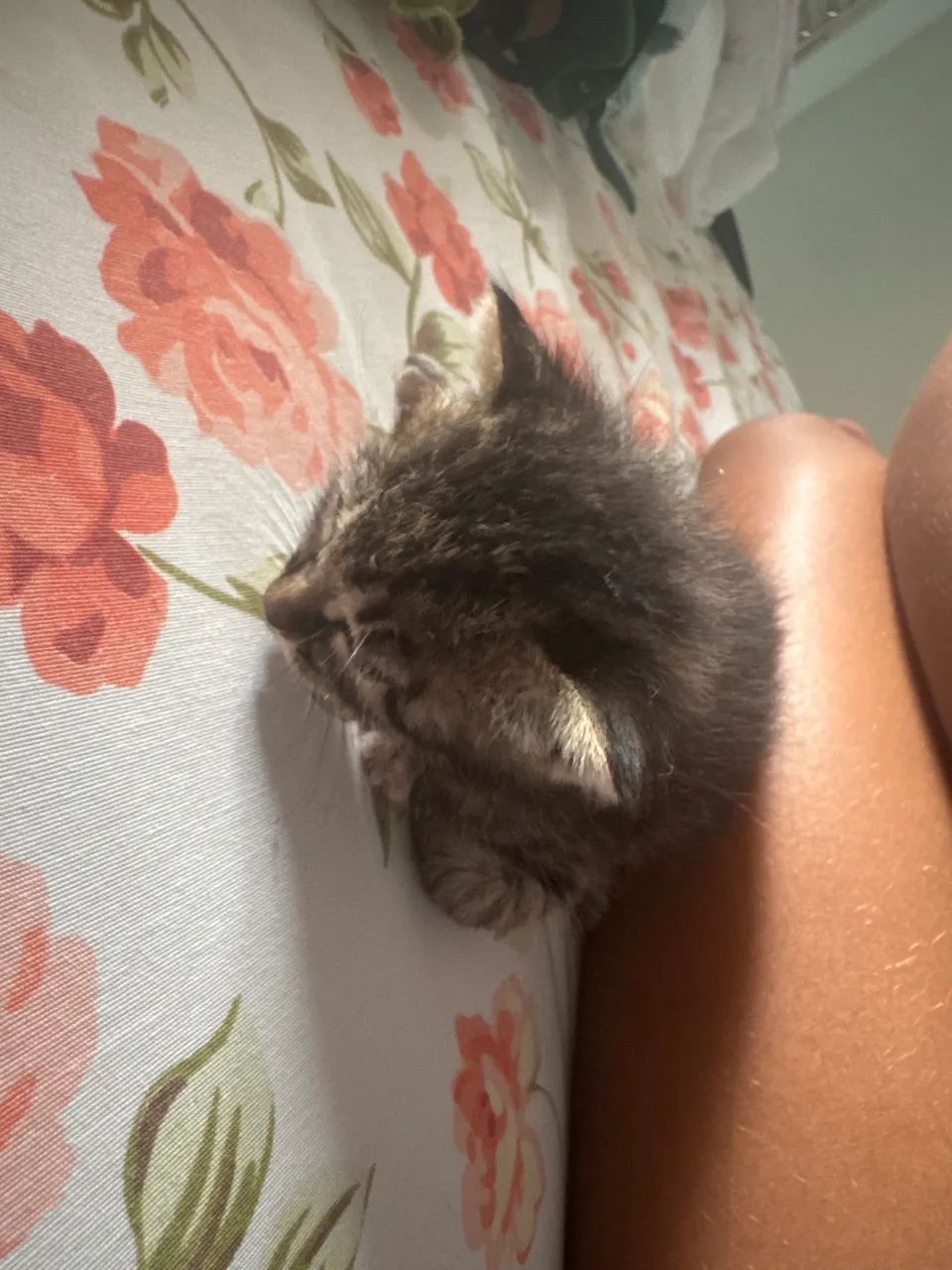 Adoção de gatinho  - Foto 2