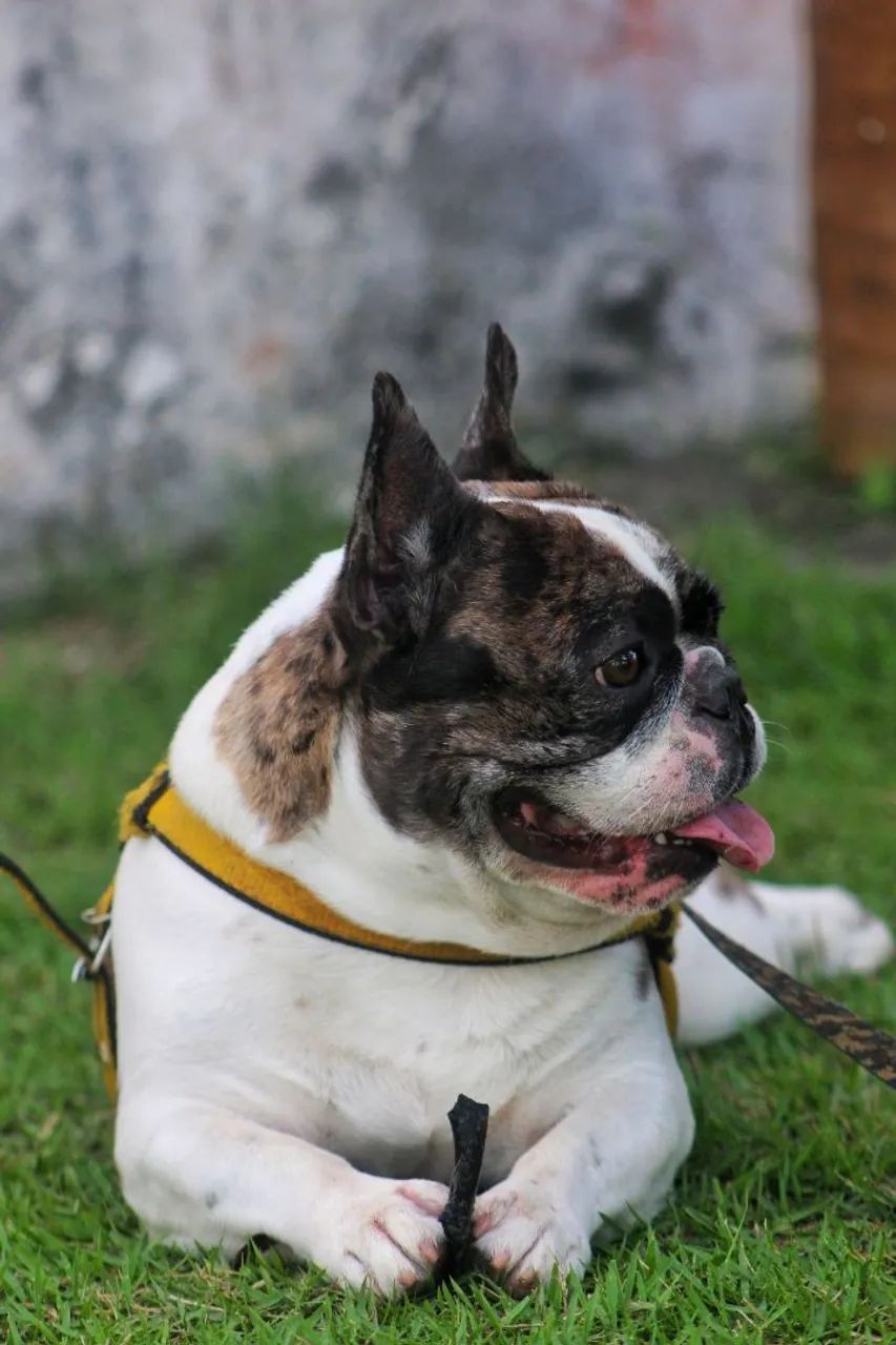 BULDOGUE FRANCÊS  - Foto 3