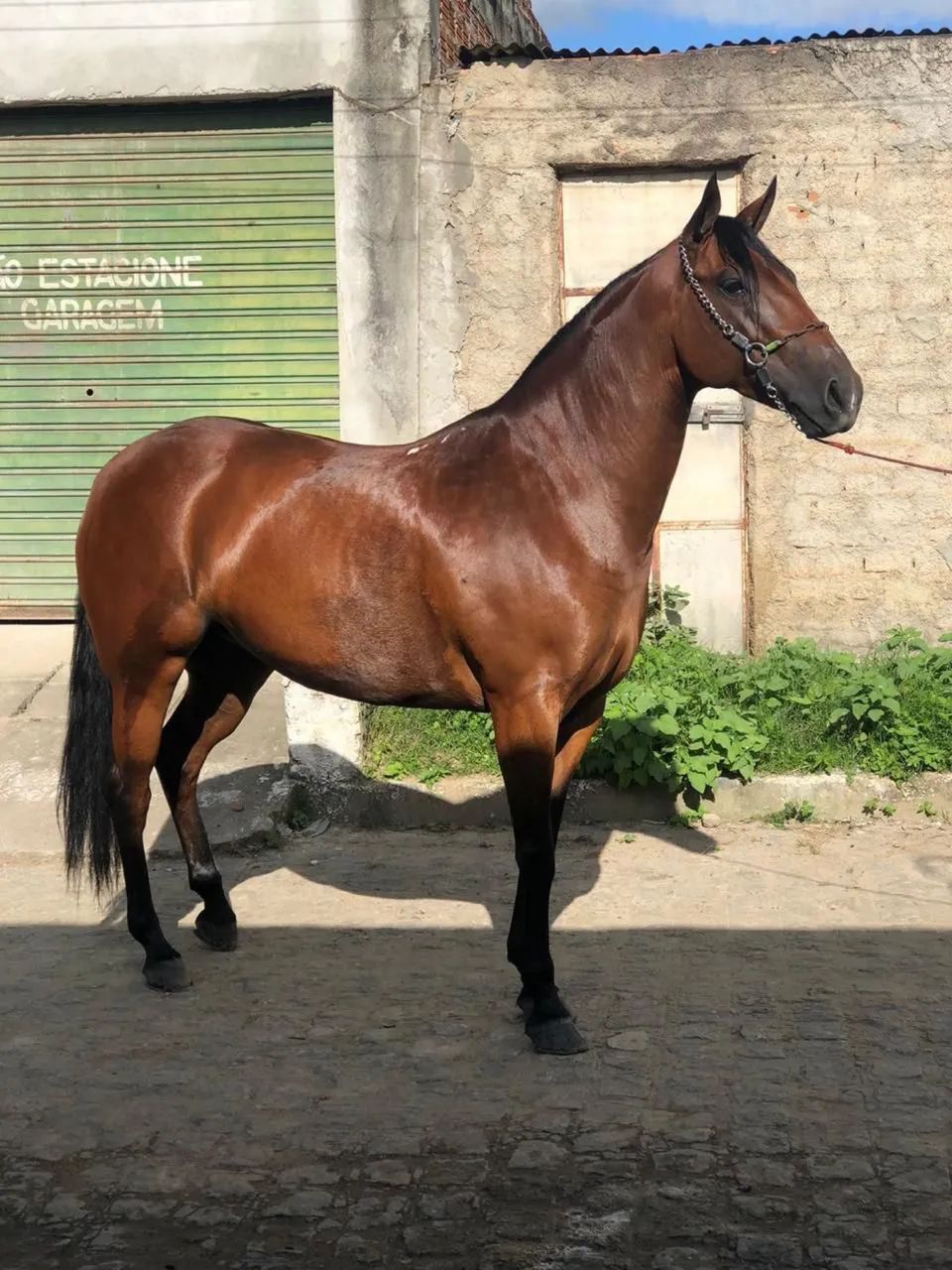 ? POTRA QM DISPONíVEL?   