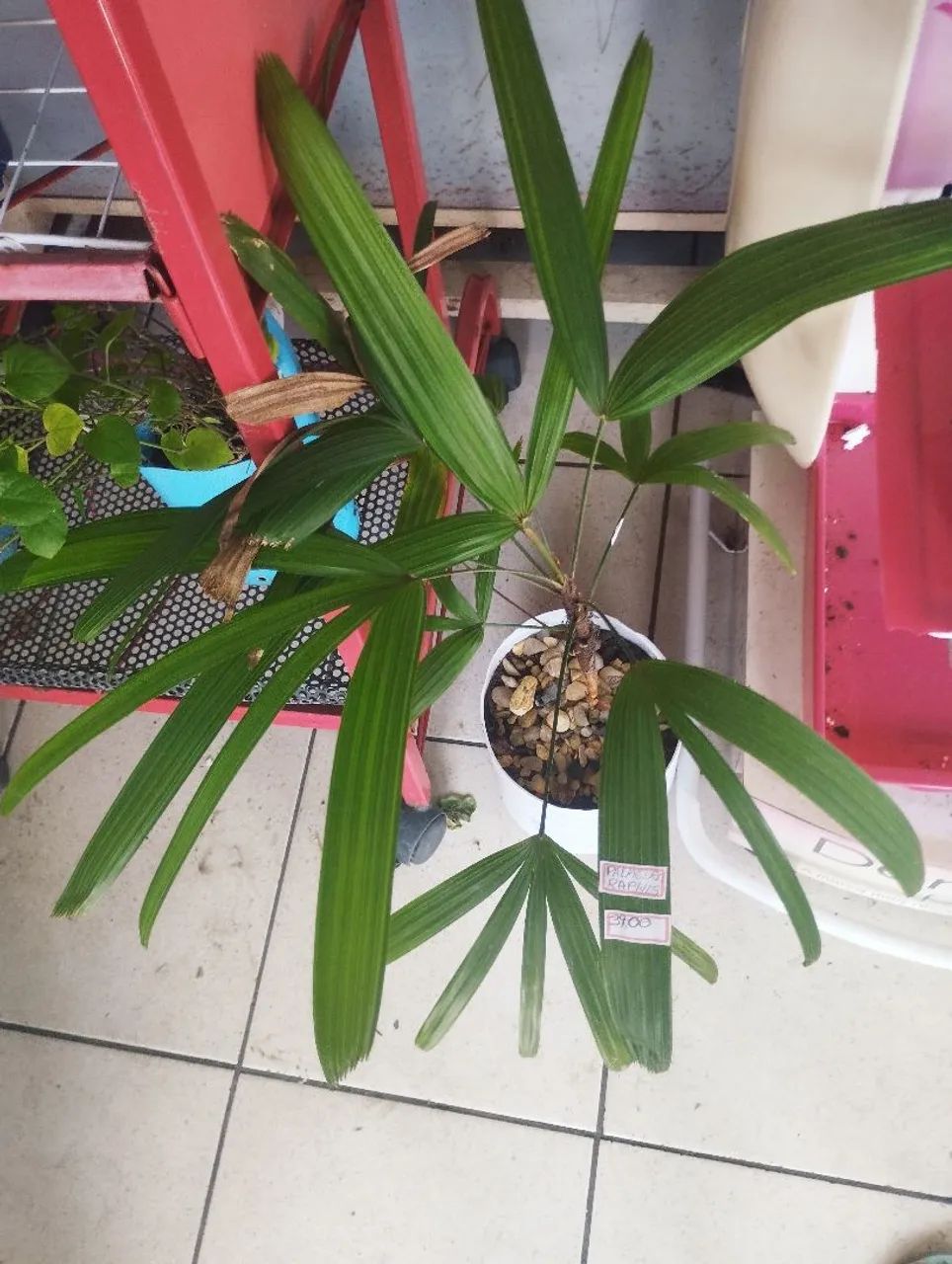 ? plantas: Palmeira Ráphia 
