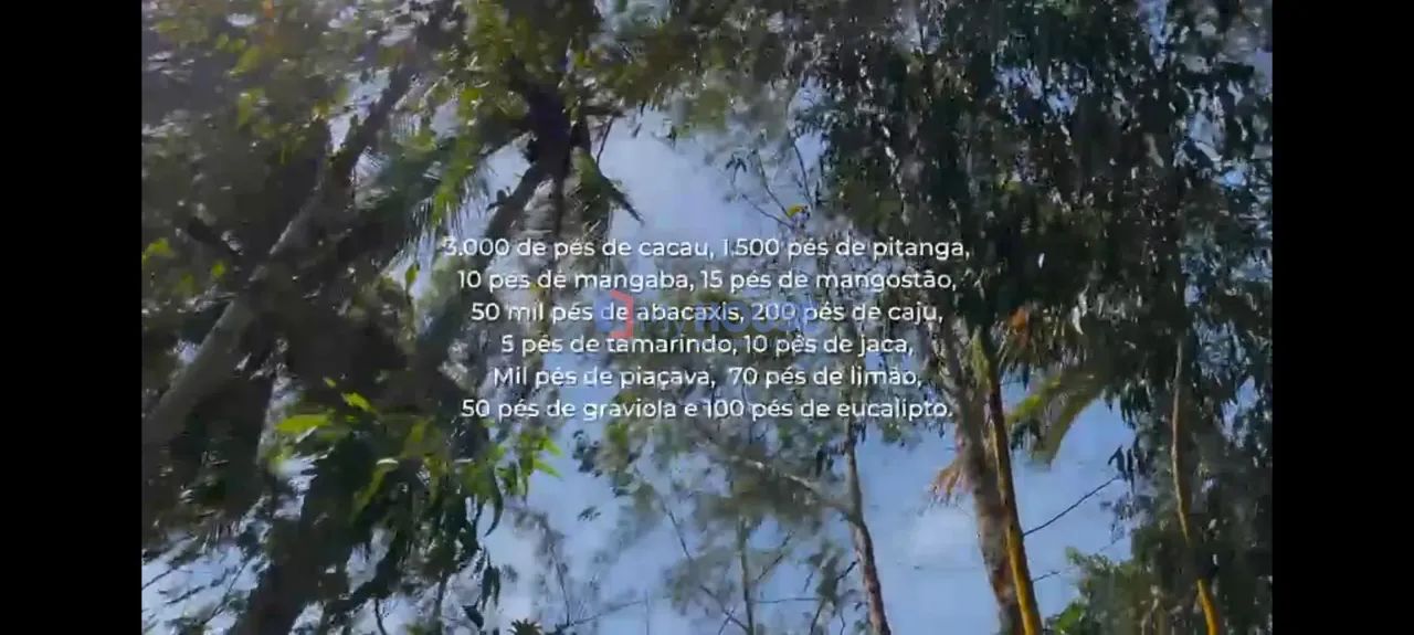 Sítio à Venda, Barcelos , Maraú, BA - Foto 3