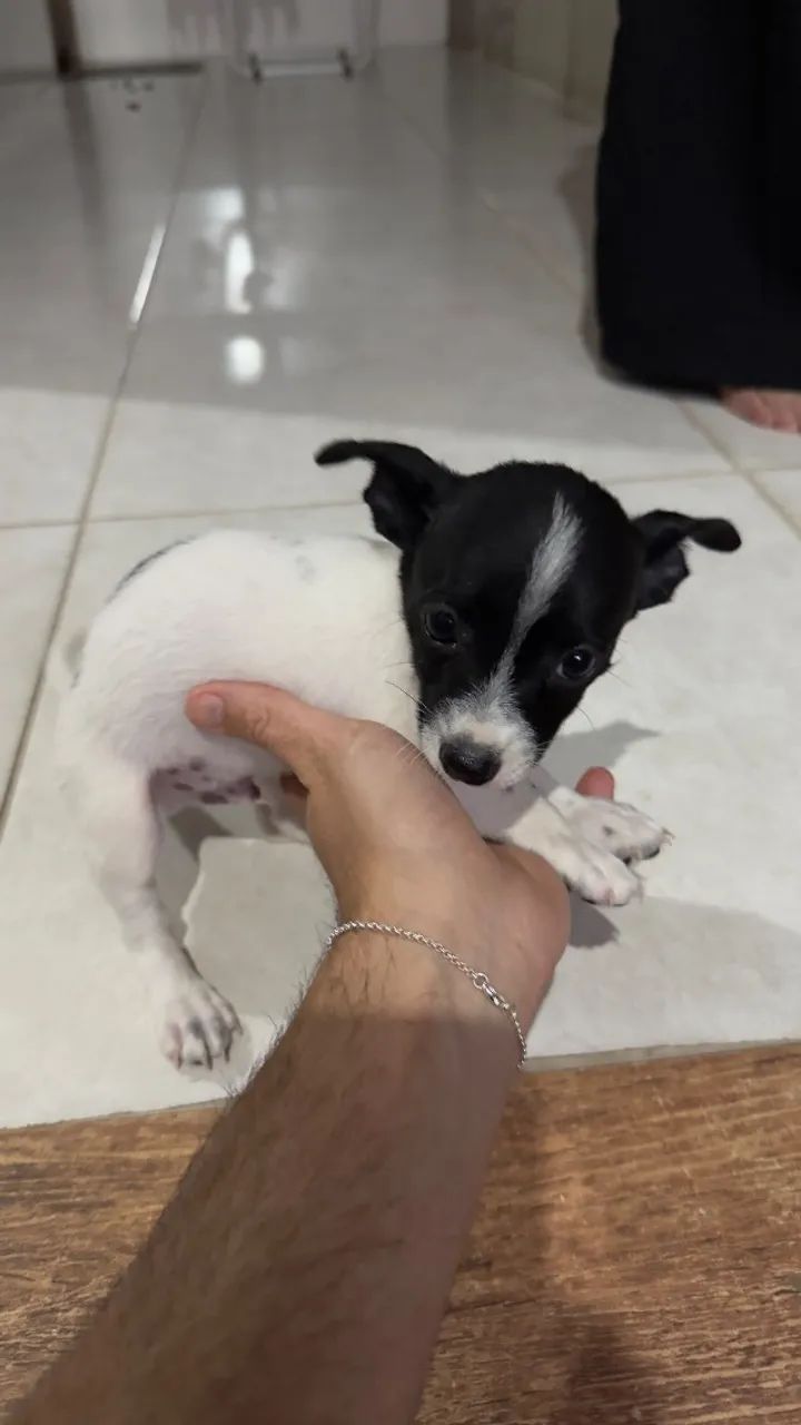 Pinscher 0 - Foto 3