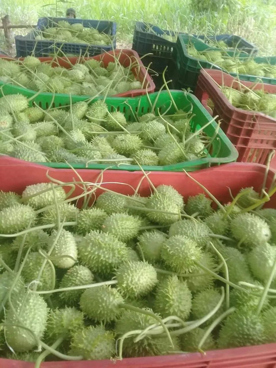 ?Vende-se maxixe? - Foto 5