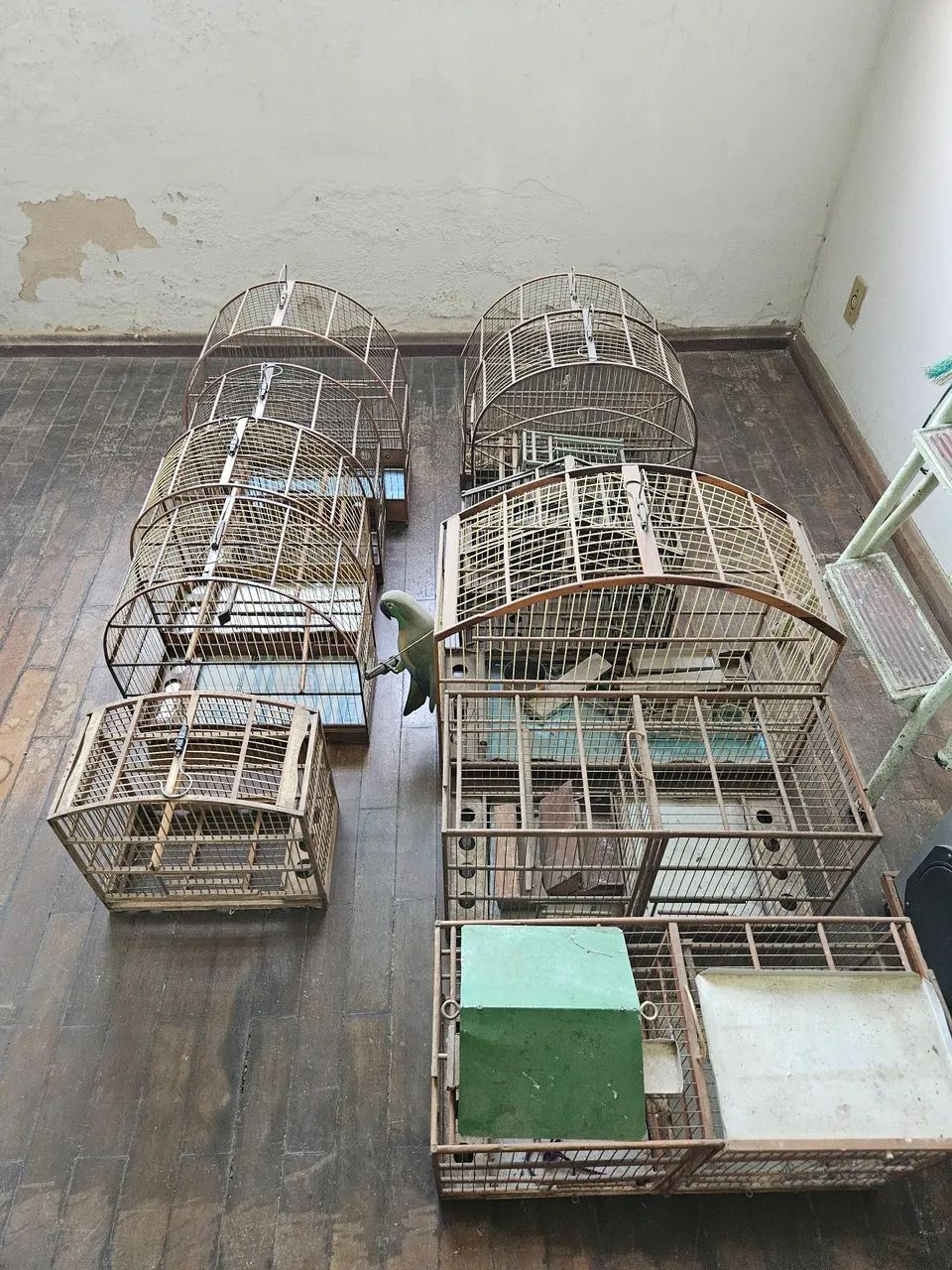 11 gaiolas  - Foto 2