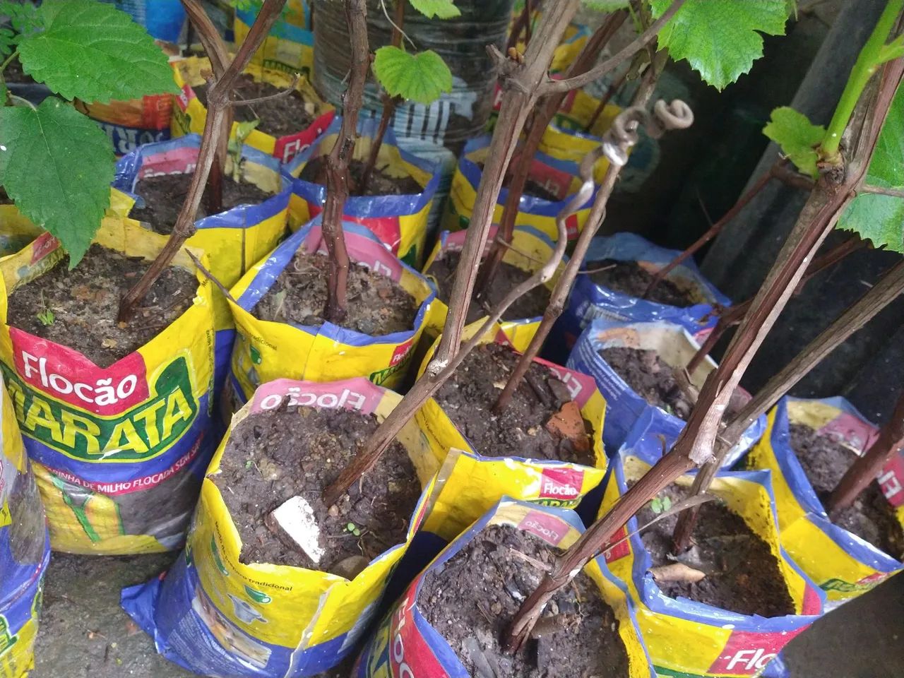 Mudas de uva ja produz 4 unid. - Foto 2