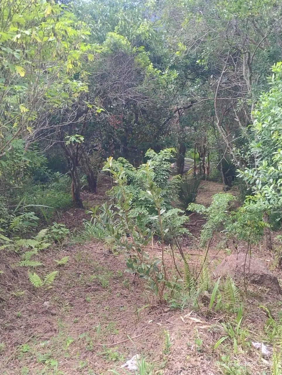 Terreno no Ratones 520m2  - Foto 3