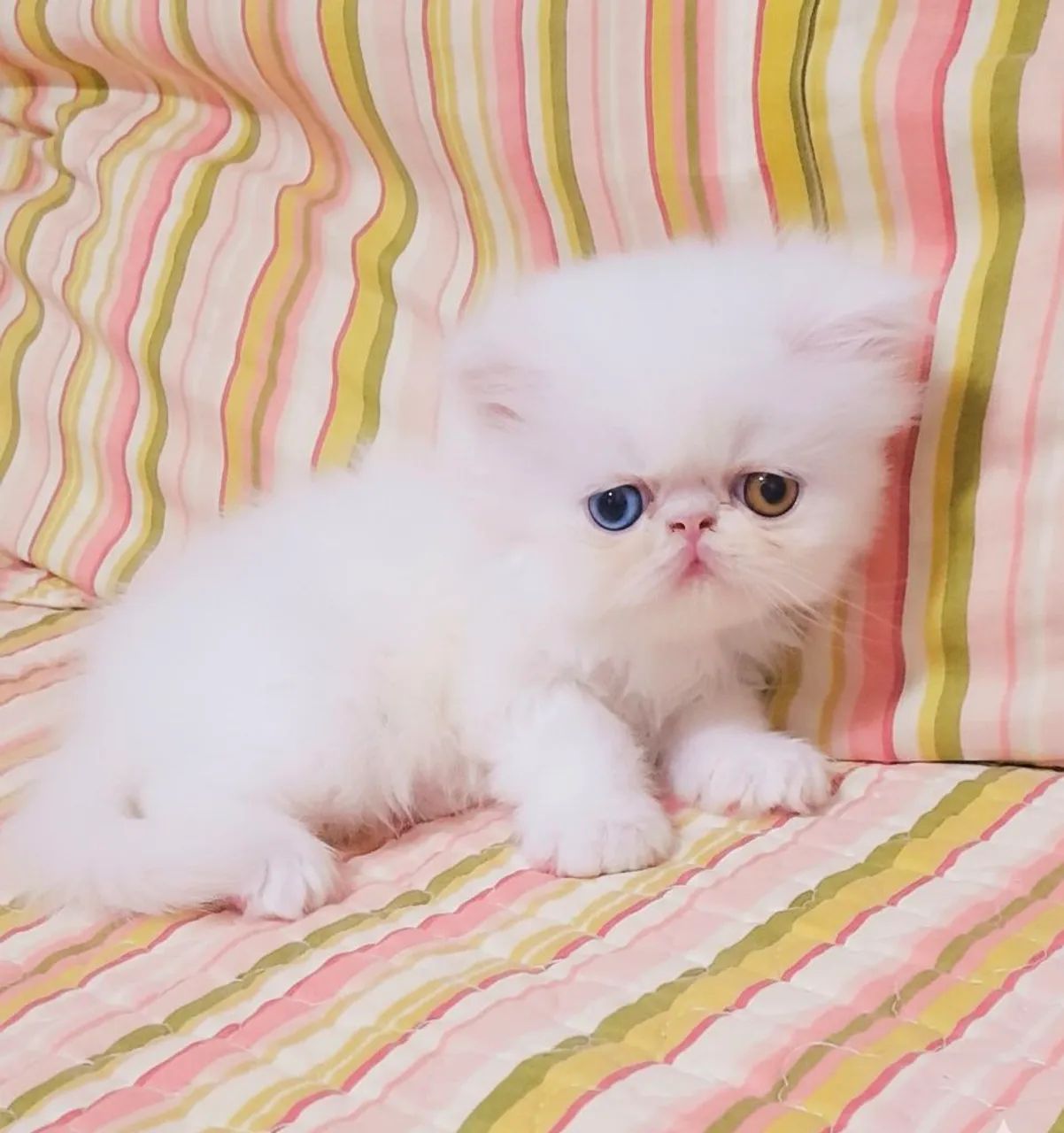 Persa Fêmea TopShow - Olhos Ímpares  - Foto 4