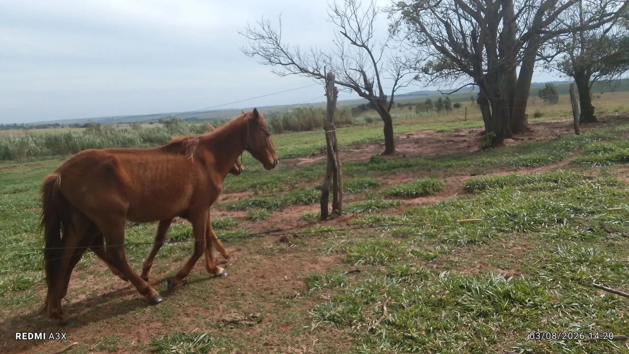 Égua  - Foto 2