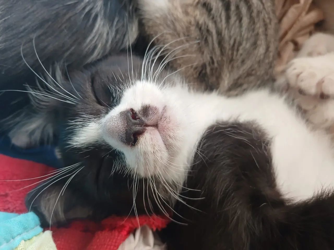 Gatos pra adoção responsável  - Foto 3