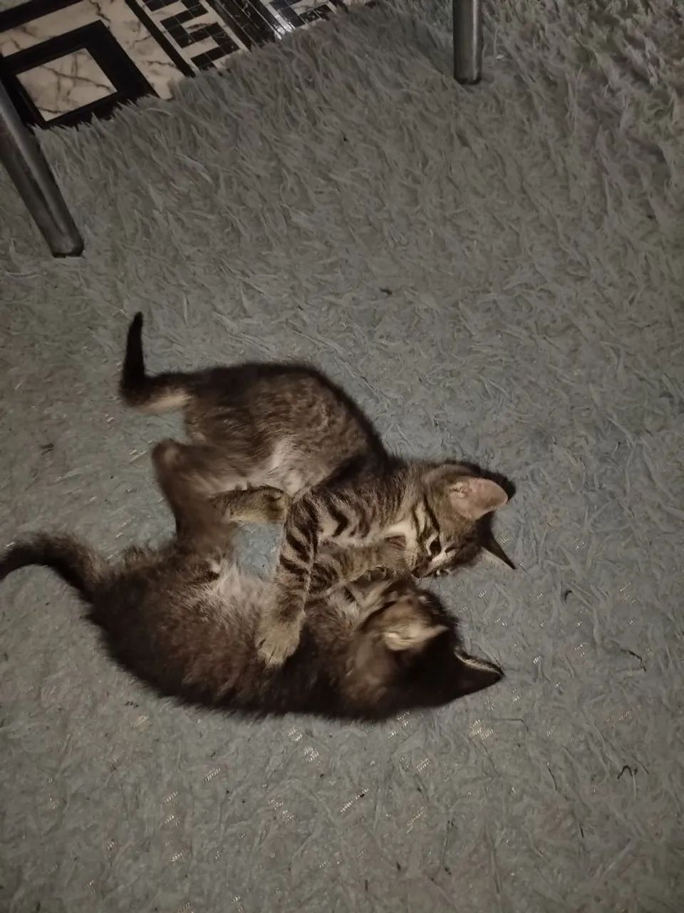 Doação de gatos  - Foto 2