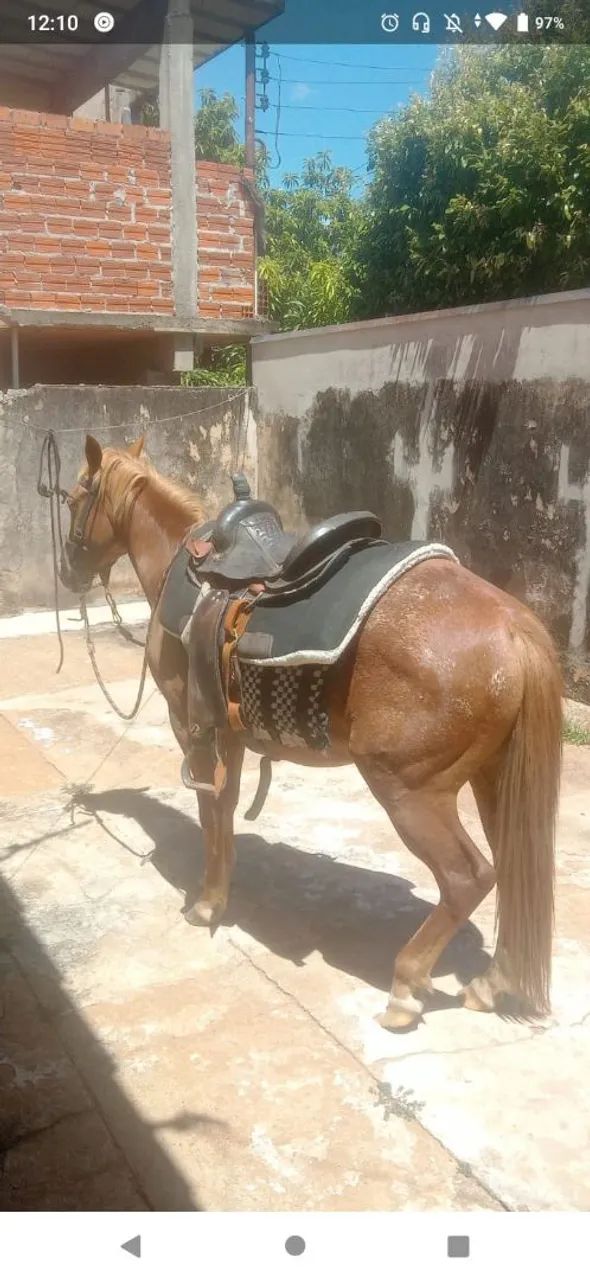 Petisco muito  manso - Foto 4