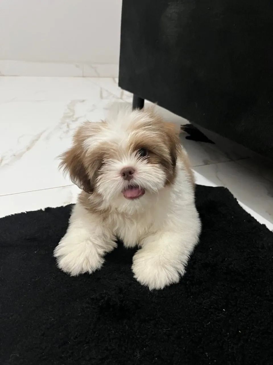 Shihtzu filhote - Foto 3