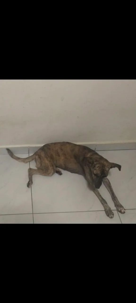 Cachorro para adoção responsável  - Foto 2