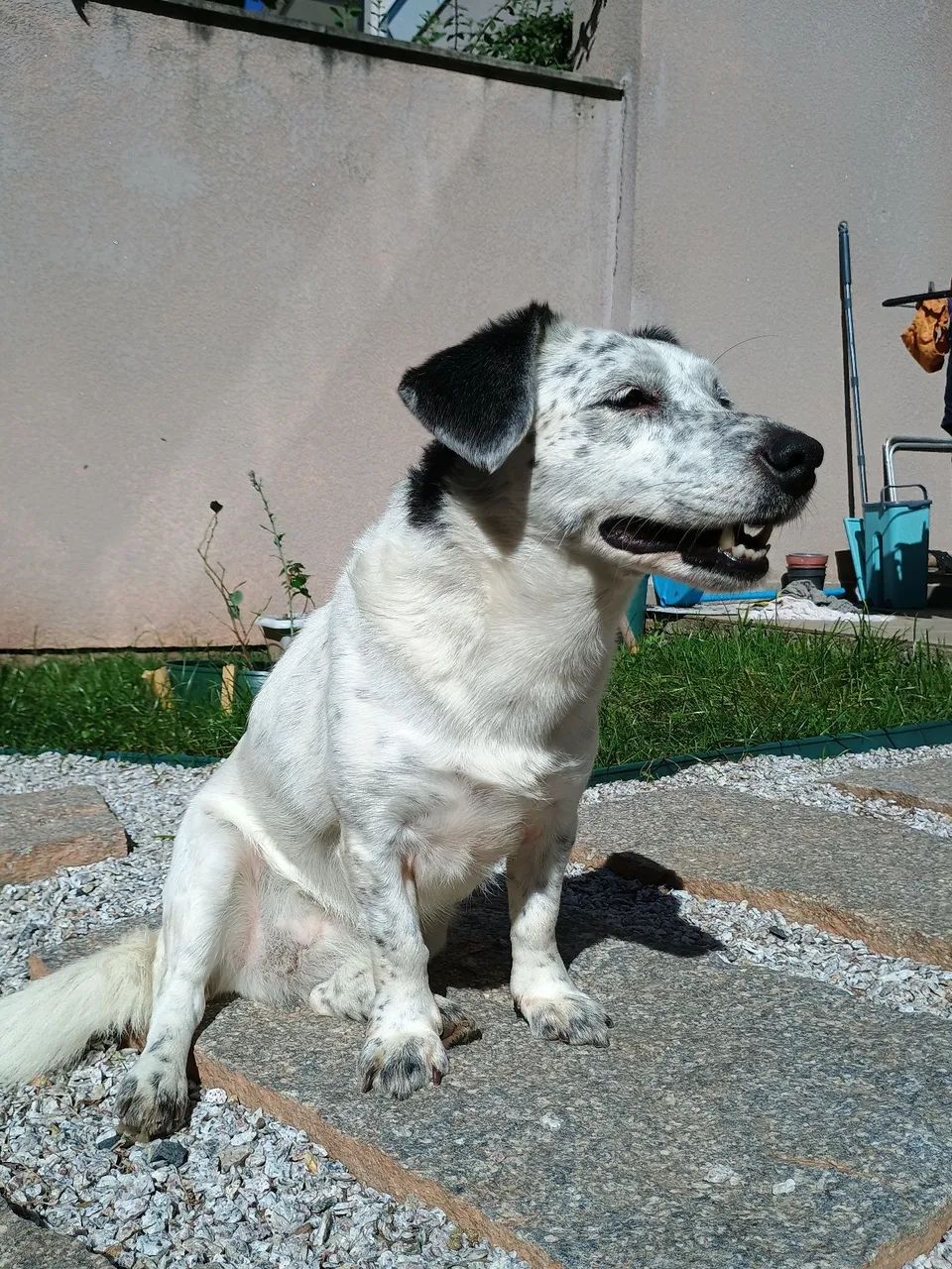 Doação cachorra adulta, castrada e vacinada - Foto 5