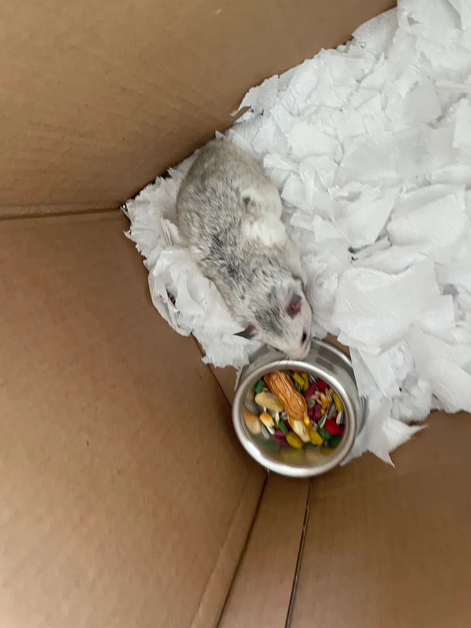 Hamsters - Foto 3