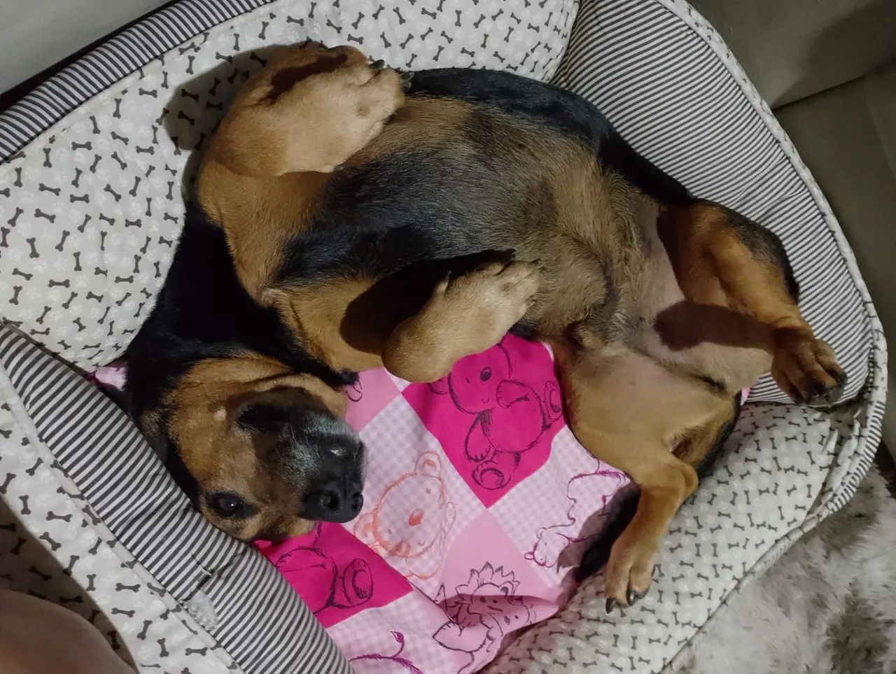 Adoção cachorro - Teddy  - Foto 3