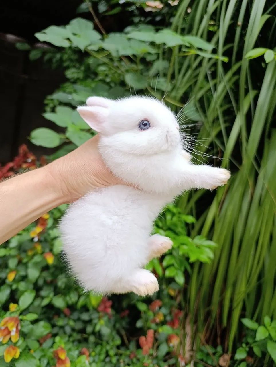 Mini Coelhos  - Foto 2