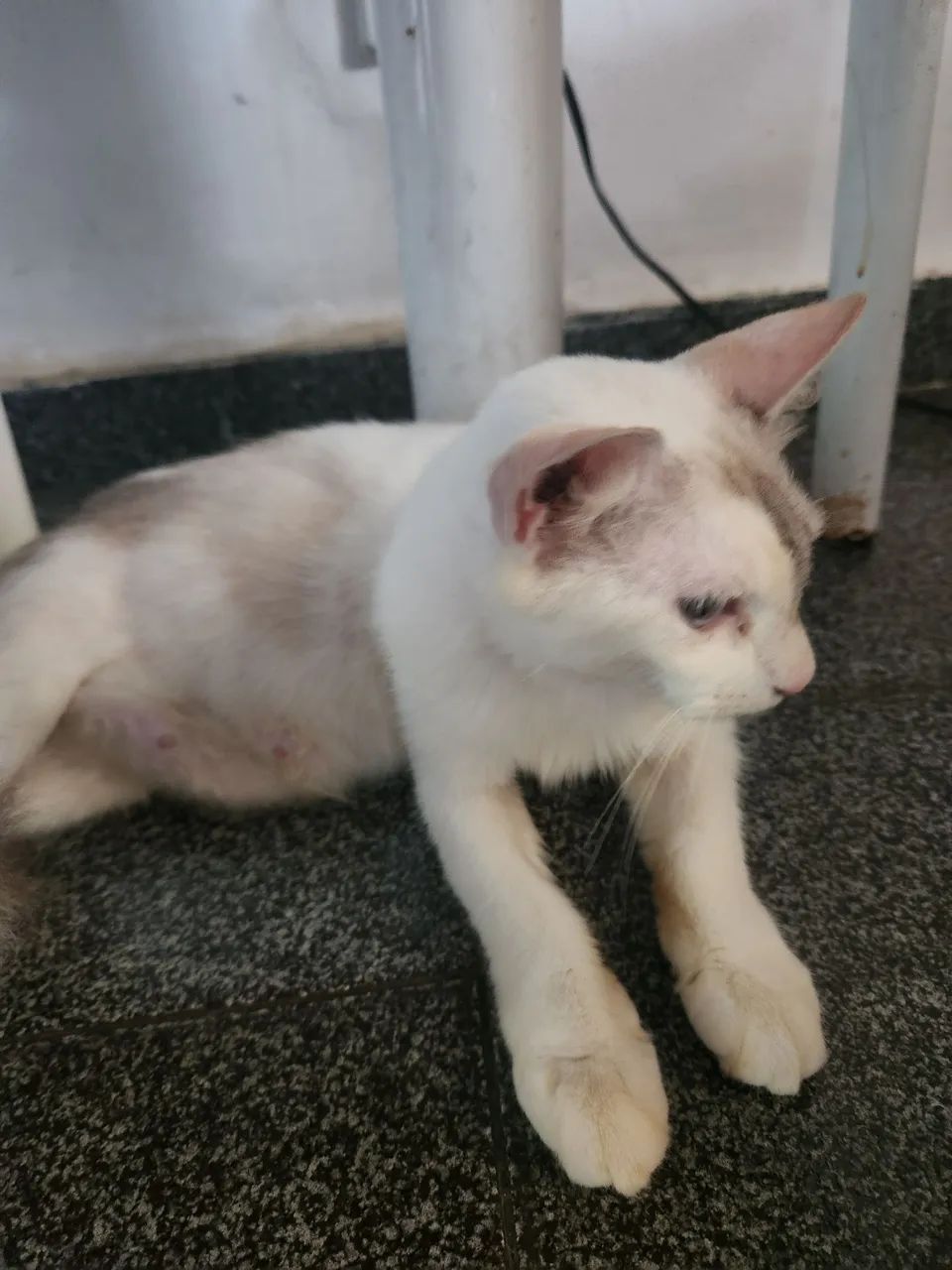 Doação de gato - Foto 2