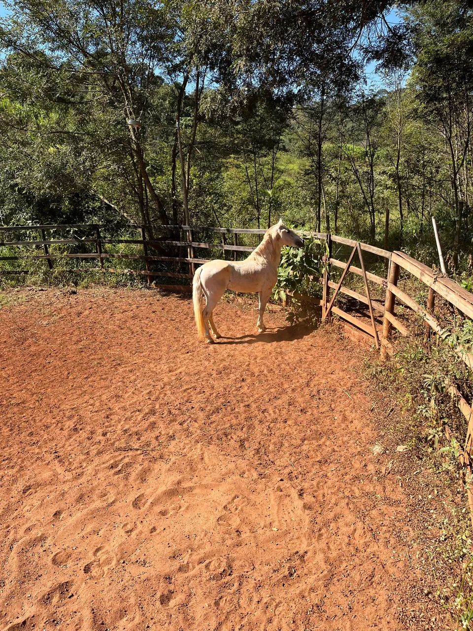 cavalo garanhão  - Foto 4