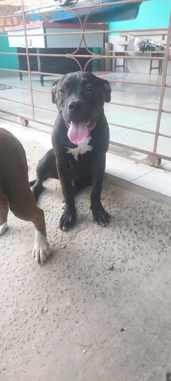 Vende-se um pit bull  - Foto 2