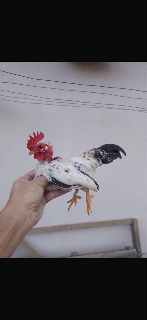 Mini Galizé a venda - Foto 4