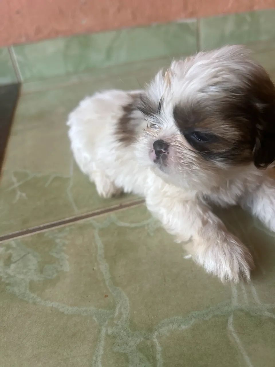 Shitzu macho mini 50 dias - Foto 5