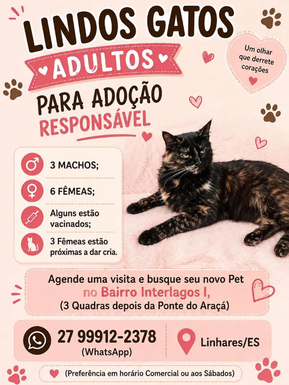 DOAÇÃO GATINHAS E GATINHOS