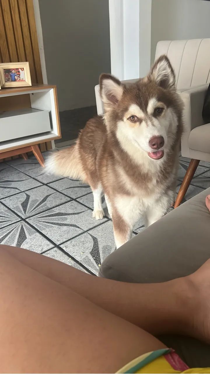 Husky siberiano filhotes - Foto 3
